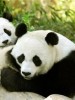 Сензация: пандите като източник на биогориво!