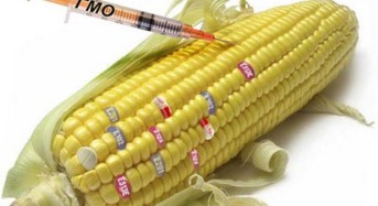 Русия въвежда пълна забрана на всички ГМО продукти и съставки
