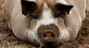 Неизвестни подхвърлиха свинска глава в  приемната на Меркел