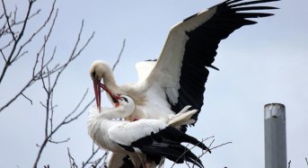 Невероятно: 15 години щъркел  преодолява 13 хиляди километра  за да се върне при ранената си приятелка