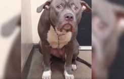 Безгранично отчаяние: Това куче разбра, че неговото семейство го е захвърлило завинаги (видео)