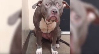 Безгранично отчаяние: Това куче разбра, че неговото семейство го е захвърлило завинаги (видео)