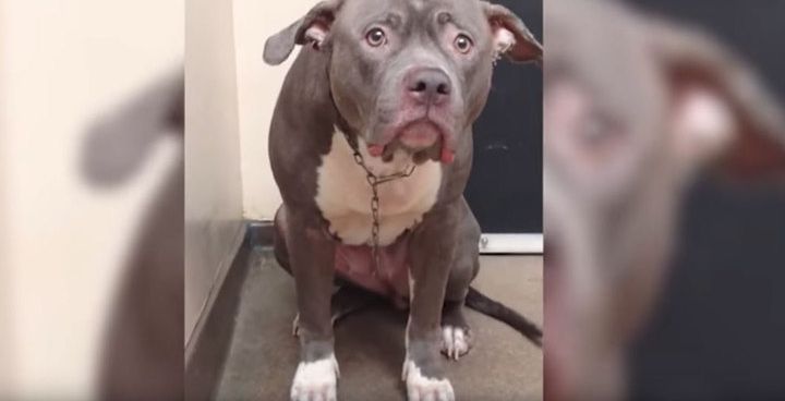 Безгранично отчаяние: Това куче разбра, че неговото семейство го е захвърлило завинаги (видео)
