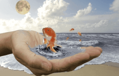 Как да получите всичко, без да правите нищо? (видео)