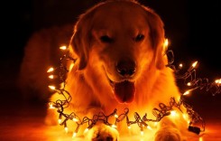 Какви опасности дебнат през 2018 – Годината на Жълтото Куче