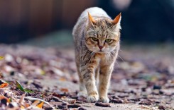 Магията на котките. Защо вашата котка е дошла именно при вас и защото точно в този ден ?