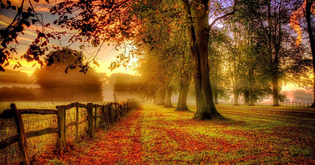   Есента несъмнено е красиво време на годината Дърветата радват