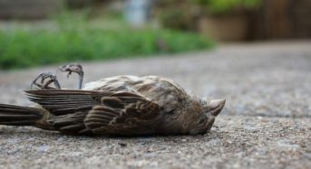Птиците умират от новата 5G мрежа, тя вреди и на хората! (видео)