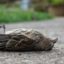 Птиците умират от новата 5G мрежа, тя вреди и на хората! (видео)