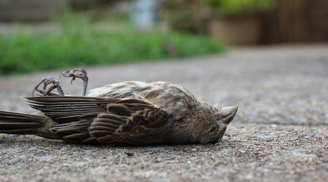 Стотици птици паднаха от небето в Хага Холандия по време