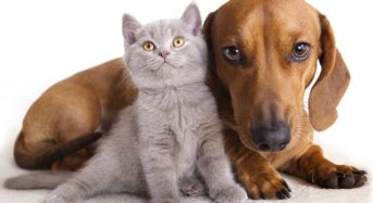 Die Welt: Наистина ли   котките и кучетата ни обичат или са с нас само заради храната?