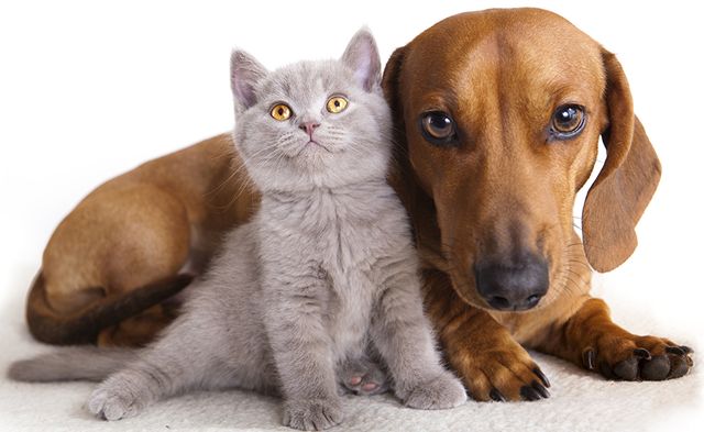 Die Welt: Наистина ли   котките и кучетата ни обичат или са с нас само заради храната?