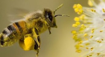 Учени: Пчелите са  най-важните същества на нашата планета!