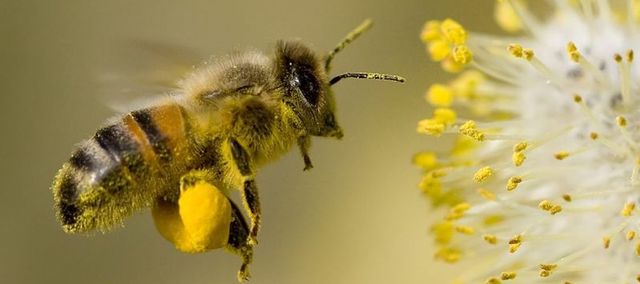 Пчелите   са не само насекоми които ни дават мед