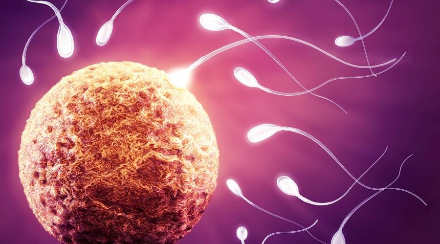 Учени в рамките на изследване са открили в женските яйцеклетки