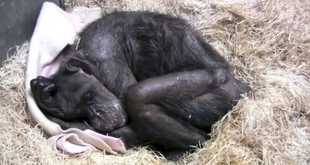 Умиращо шимпанзе „по човешки“ се сбогува с биолога, когото познава 40 години (видео)