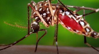 750 милиона трансгенни комари ще излетят в САЩ….