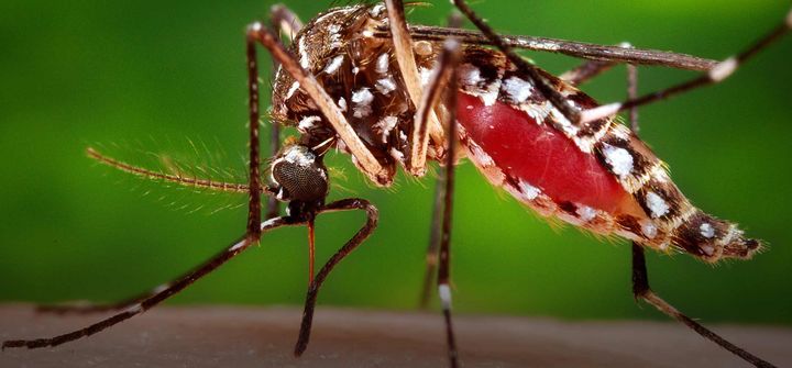 750 милиона генетично модифицирани комари с жълта треска наречени OX5034