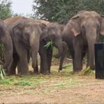 Слонове-меломани, които плачат от музиката на пиано (видео)
