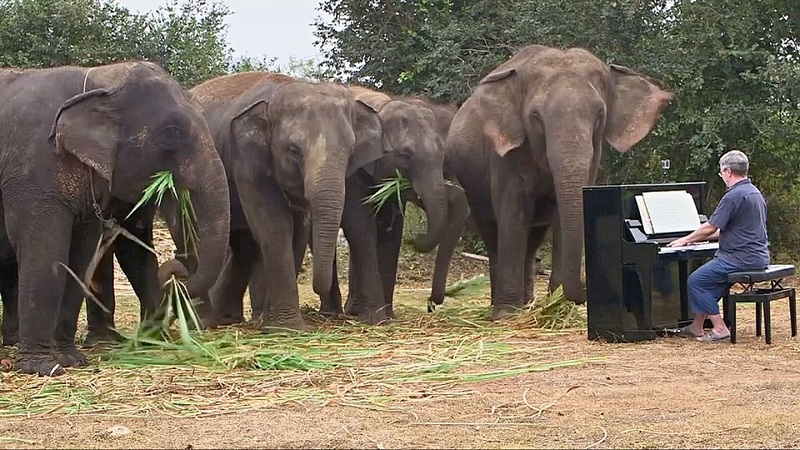 Слонове-меломани, които плачат от музиката на пиано (видео)