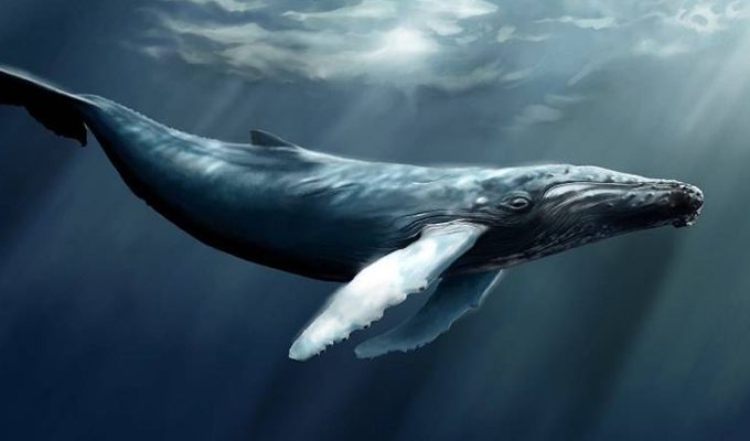 В Тихия океан повече от 20 години плува кит който