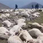 Мълния уби наведнъж над 500 овце в Грузия (видео)