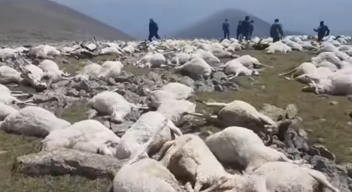 Мълния уби наведнъж над 500 овце в Грузия (видео)