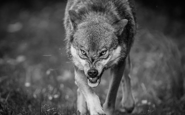 Злият вълк рано или късно  застава на прага ни