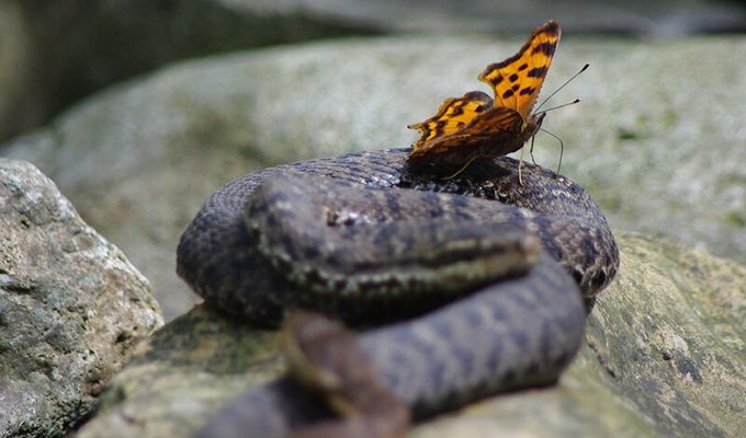 Змия преследвала пеперуда ден и нощ… Змията на завистта е една