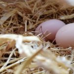 Британски учени доказаха - яйцето се е появило преди кокошката!