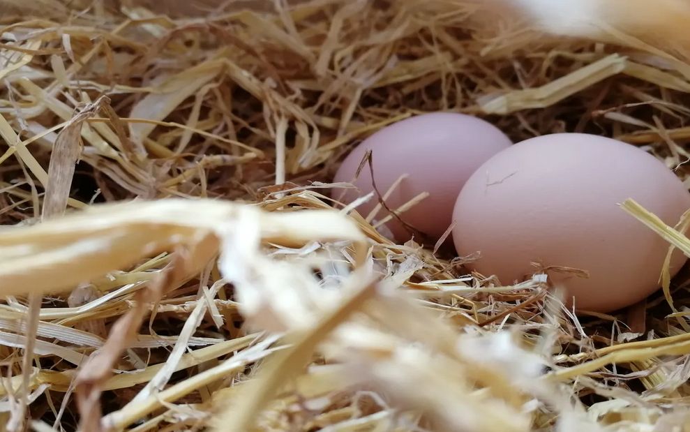 Британски учени доказаха – яйцето се е появило преди кокошката!
