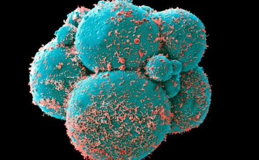 По Франкенщайн: Създаден е изкуствен ембрион от стволови клетки без яйцеклетки и сперма