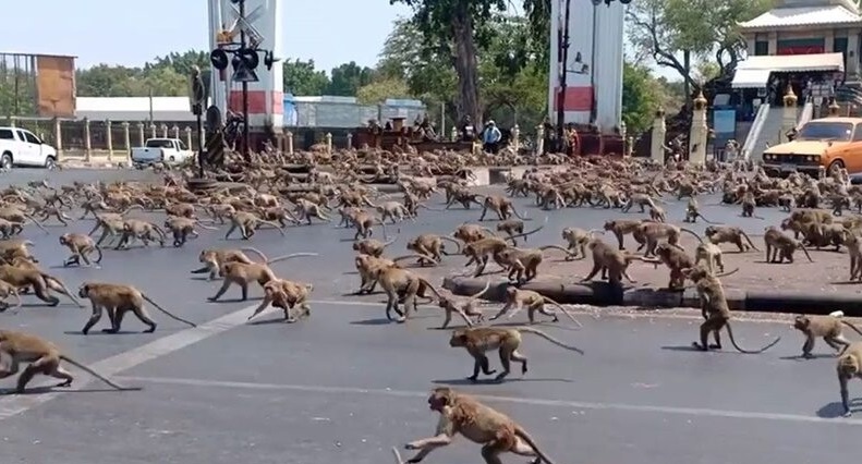 Армия от маймуни превзе град в Тайланд (видео)