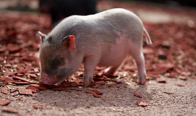 В Япония бе отгледано прасе, чиито органи могат да бъдат трансплантирани на хора