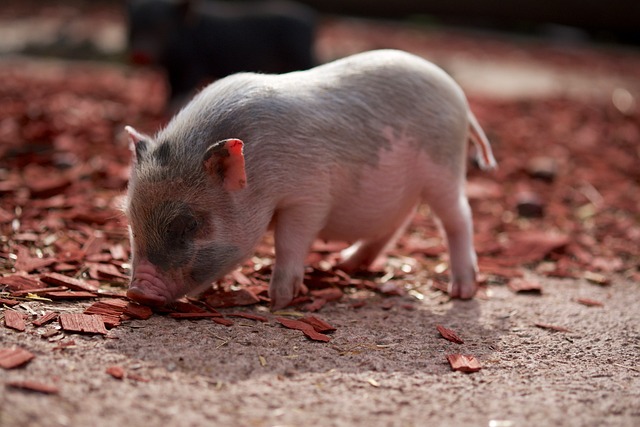 В Япония бе отгледано прасе, чиито органи могат да бъдат трансплантирани на хора