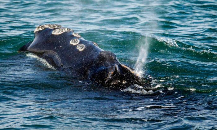 Еколози: шумът от морските вятърни турбини може да убие китовете